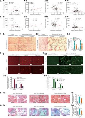 Estrogen Mediates an Atherosclerotic-Protective Action via Estrogen Receptor Alpha/SREBP-1 Signaling